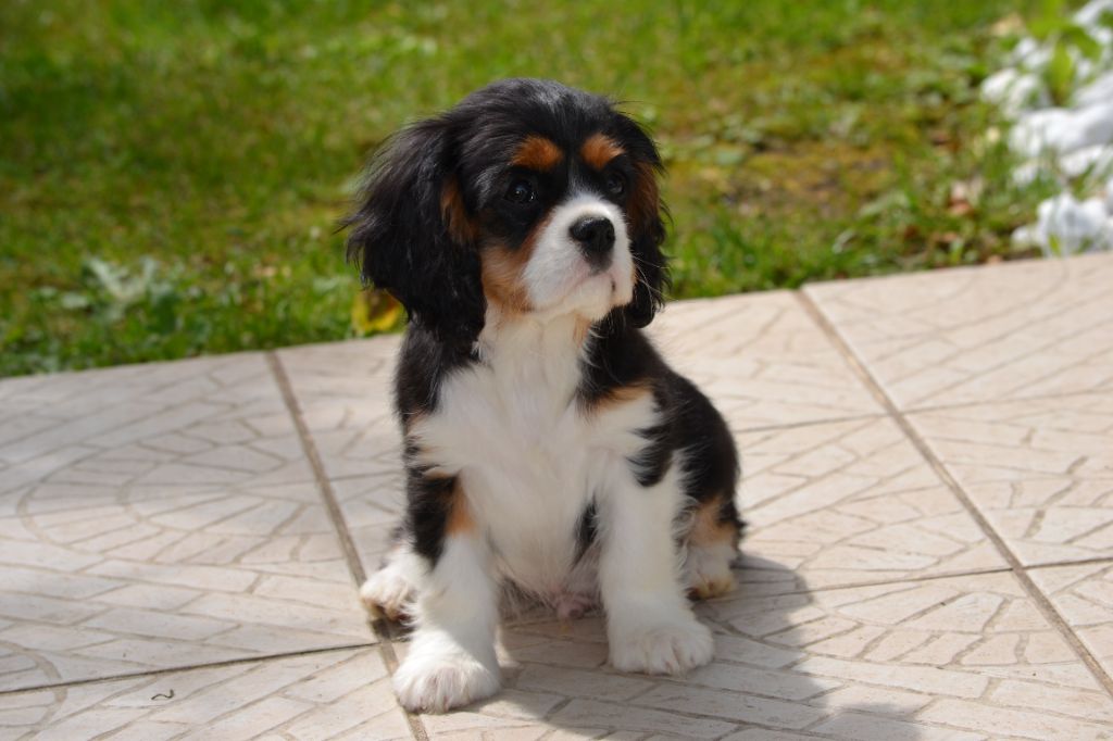 Du Domaine De La Fleur De Lys - Chiot disponible  - Cavalier King Charles Spaniel